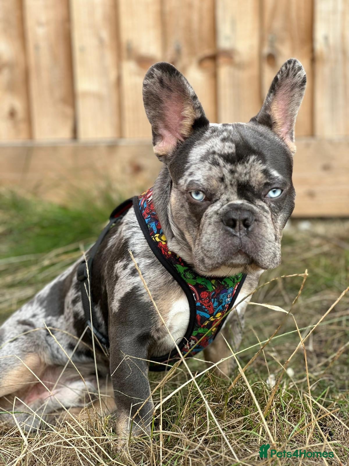 French Bulldog dogs NERO Premium French Bulldog Stud DNA Health Tested - Advert 1