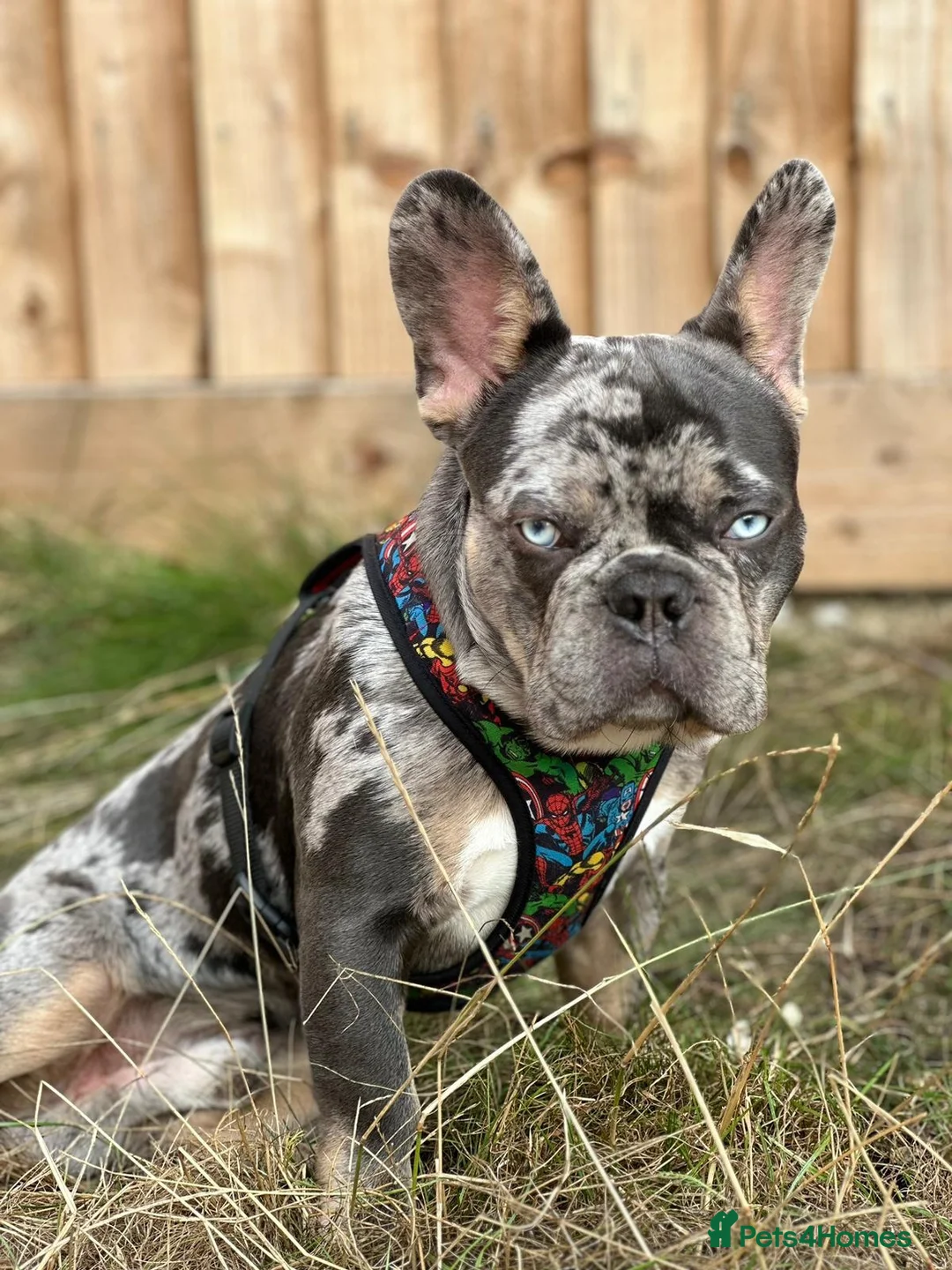 French Bulldog dogs for stud: NERO Premium French Bulldog Stud DNA Health Tested in Ipswich - Advert 1