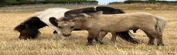 Shetland pony horses for sale: Miniature Shetland Colt Foal in Lichfield - Advert 1