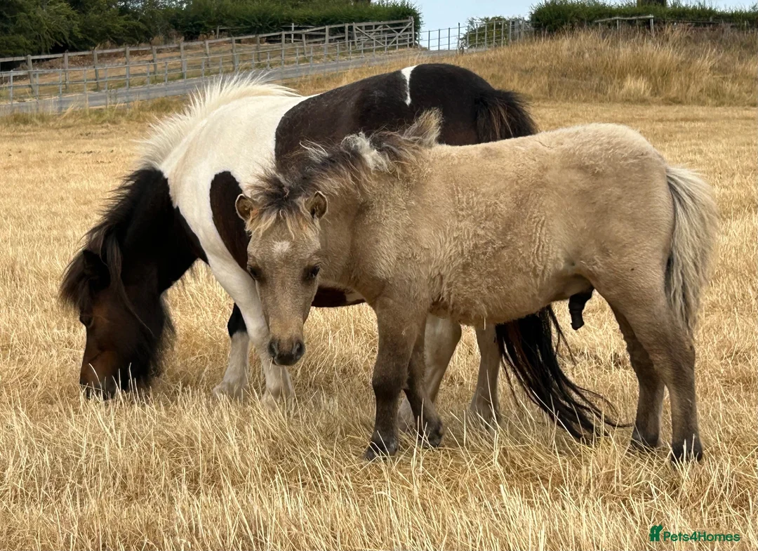 Shetland pony horses for sale: Miniature Shetland Colt Foal in Lichfield - Advert 1