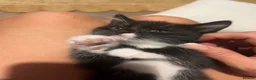 Mixed Breed cats for sale: Last little boy available  in Peterborough - Advert 3