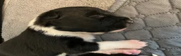 Border Collie dogs for sale: Pure border collie pups - Advert 28
