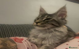 Maine Coon cats for sale: Male Mainecoon - Image 2