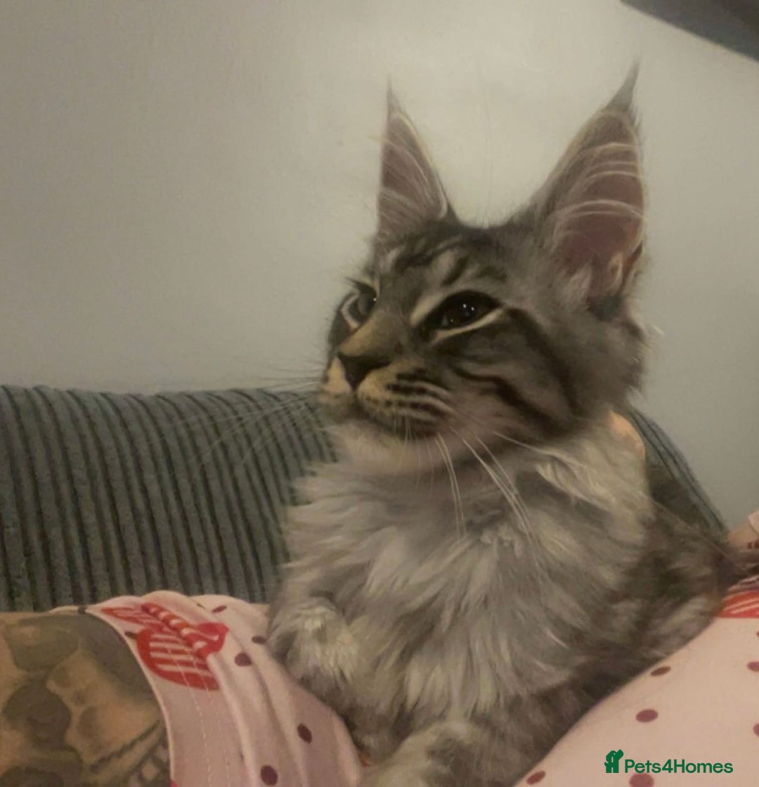 Maine Coon cats for sale: Male Mainecoon - Image 2