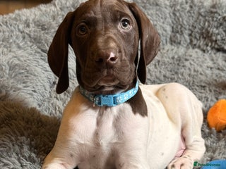 German Shorthaired Pointer dogs KC GSP Pups Health Tested Parents - Advert 8