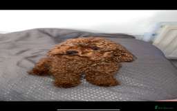 Toy Poodle dogs for sale: Tiny red toy poodle  - Image 5