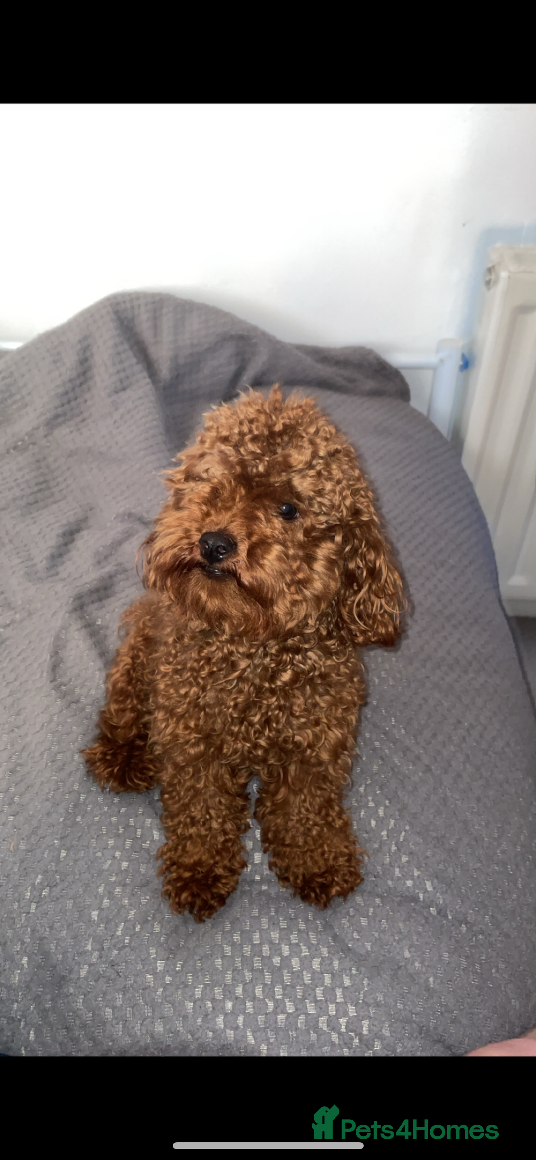 Toy Poodle dogs for sale: Tiny red toy poodle  - Image 5