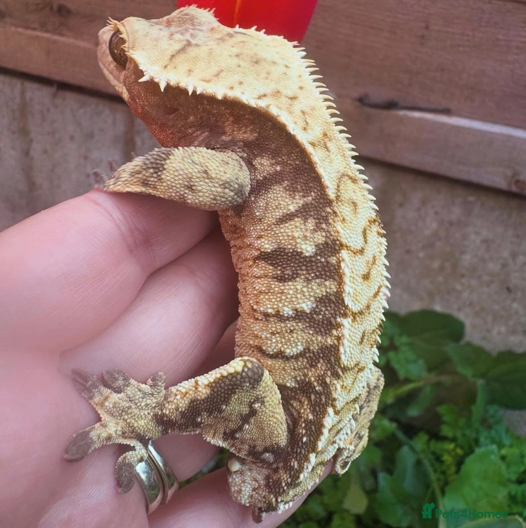 Gecko reptiles for sale: 2 quality crested gecko males  - Image 4