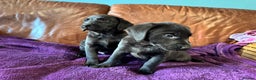 Labrador Retriever dogs for sale: Black Labrador Puppies, 5* Licensed Breeder - Advert 5