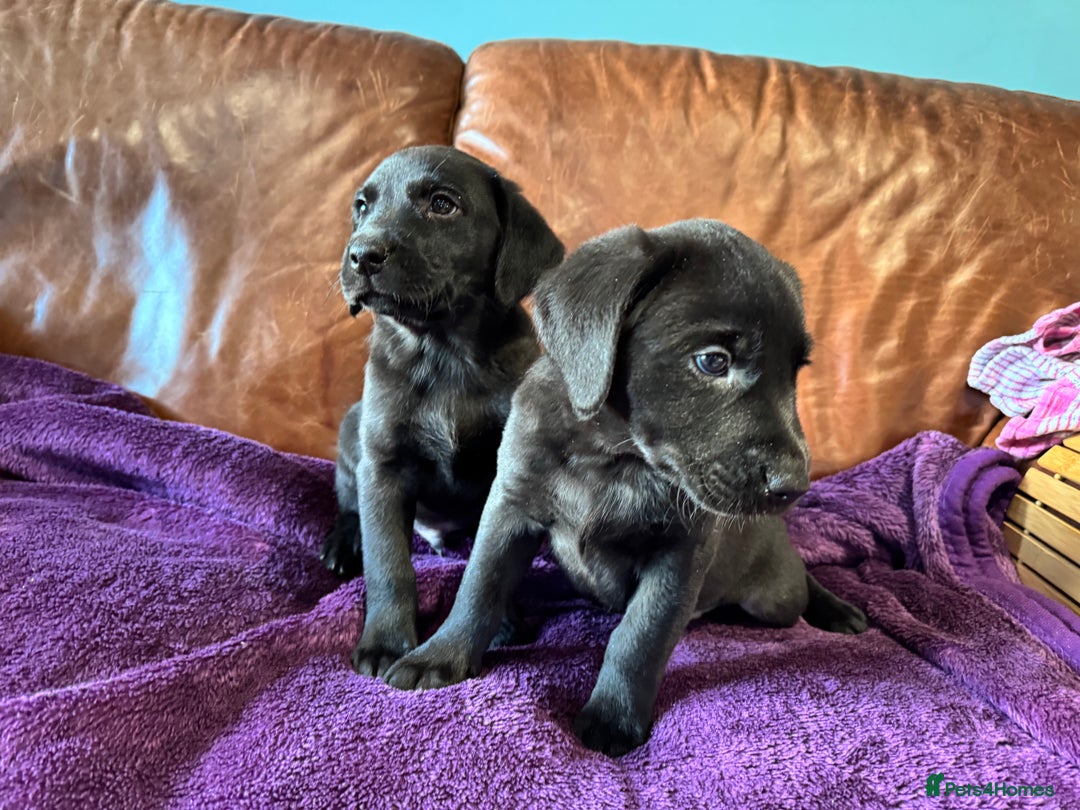 Labrador Retriever dogs for sale: Black Labrador Puppies, 5* Licensed Breeder - Advert 5