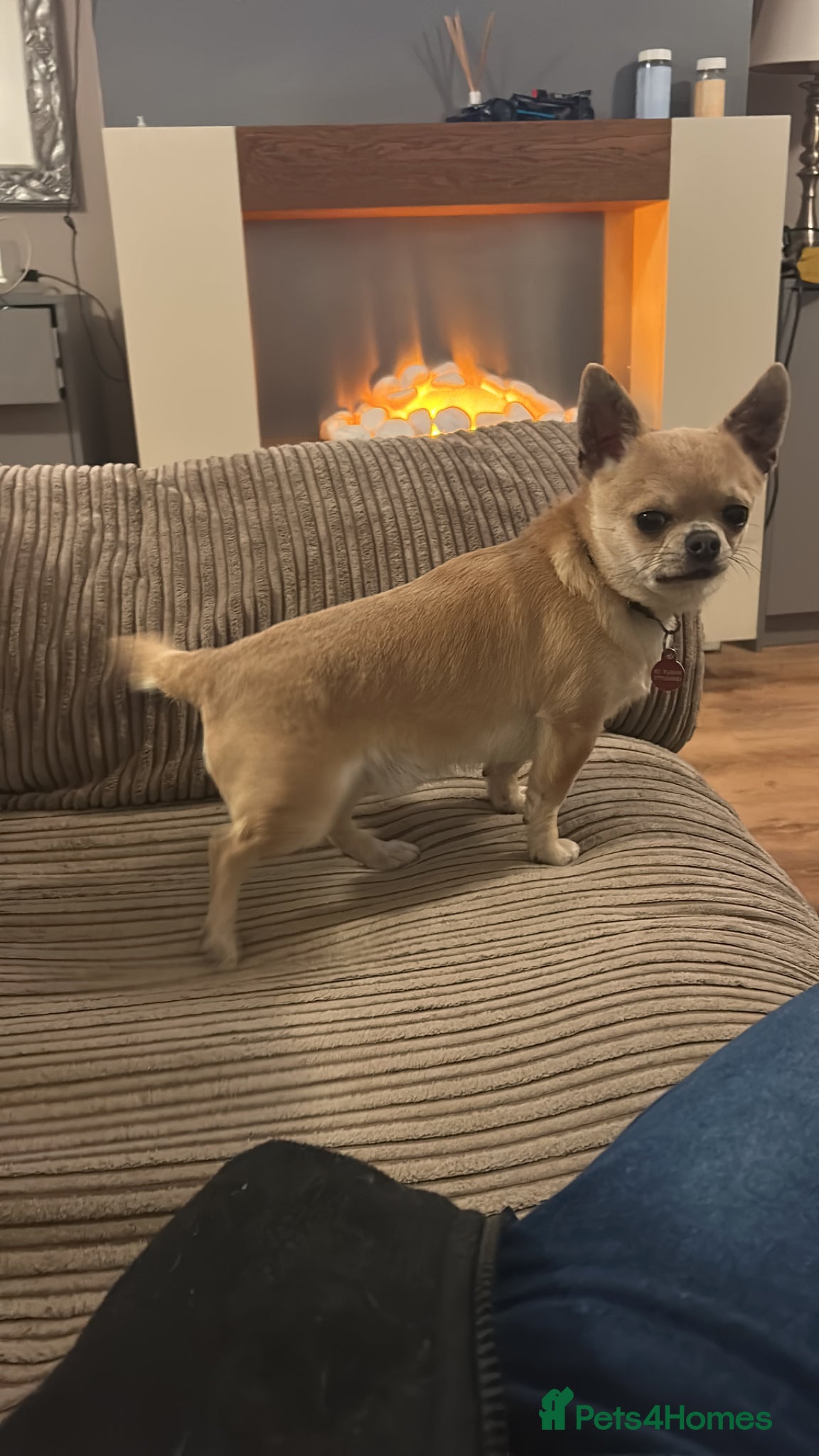 Chihuahua dogs Chihuahua male for sale - Advert 9