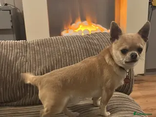 Chihuahua dogs Chihuahua male for sale - Advert 4