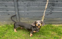 Miniature Dachshund dogs for stud: Available for stud blue and tan mini dachshund - Image 19
