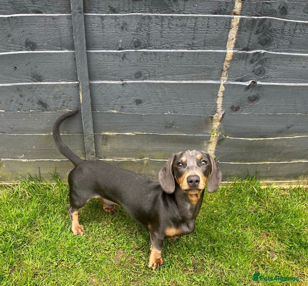 Miniature Dachshund dogs for stud: Available for stud blue and tan mini dachshund - Image 19
