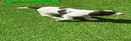 English Springer Spaniel dogs for sale: KC REg' English Springer Spaniel Pups for sale - Advert 3