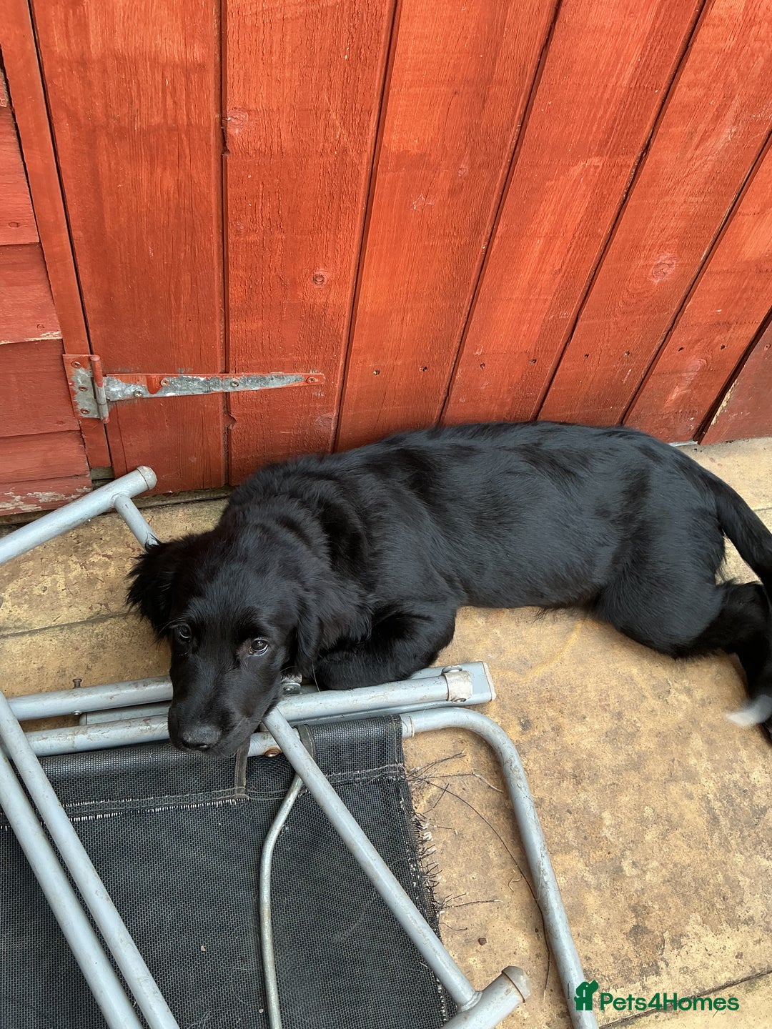 Mixed Breed dogs for sale: Spangold retrievers in Stourport-on-Severn - Image 5