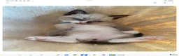 Mixed Breed cats for sale: Adorable house Kittens. - Advert 8