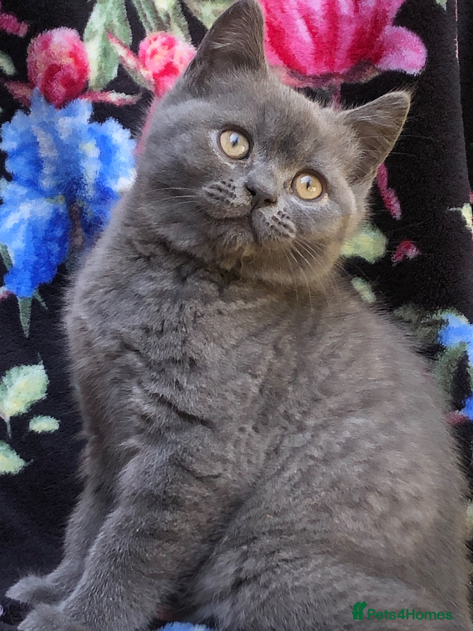 British Shorthair cats for sale: BSH Blue kittens  in Salford - Advert 7