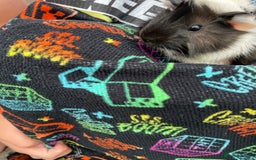 Guinea Pig rodents for sale: 3 baby's for sale - Image 5