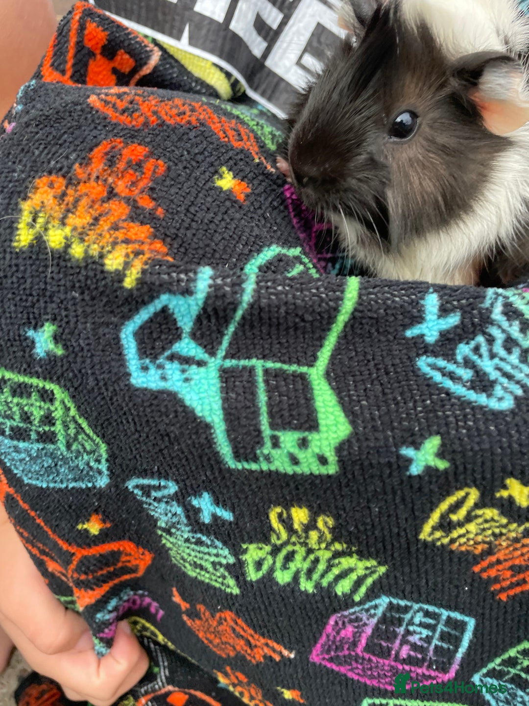 Guinea Pig rodents for sale: 3 baby's for sale - Image 5