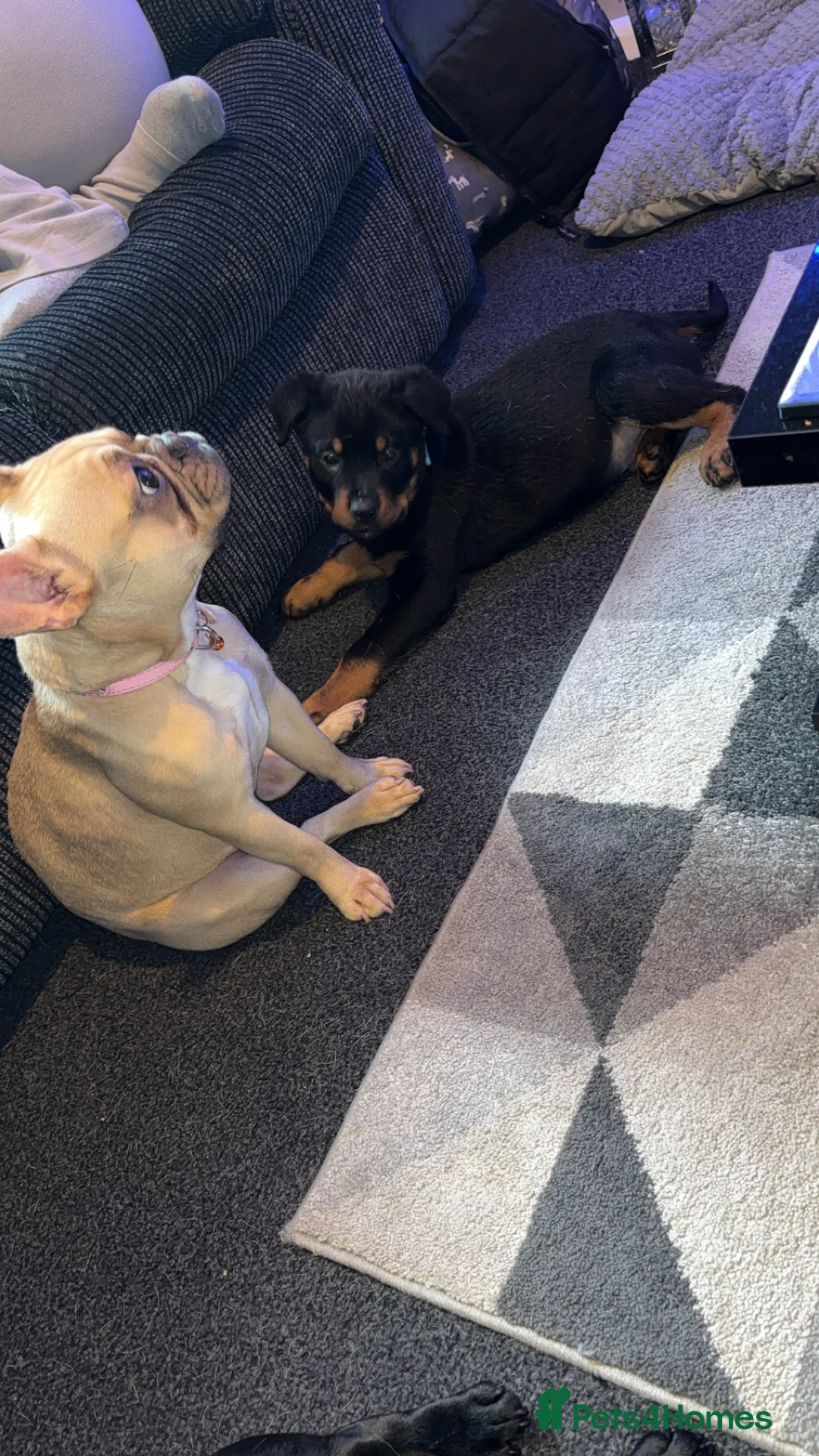 Rottweiler dogs for sale: Rottweiler puppy black and tanned  - Advert 7