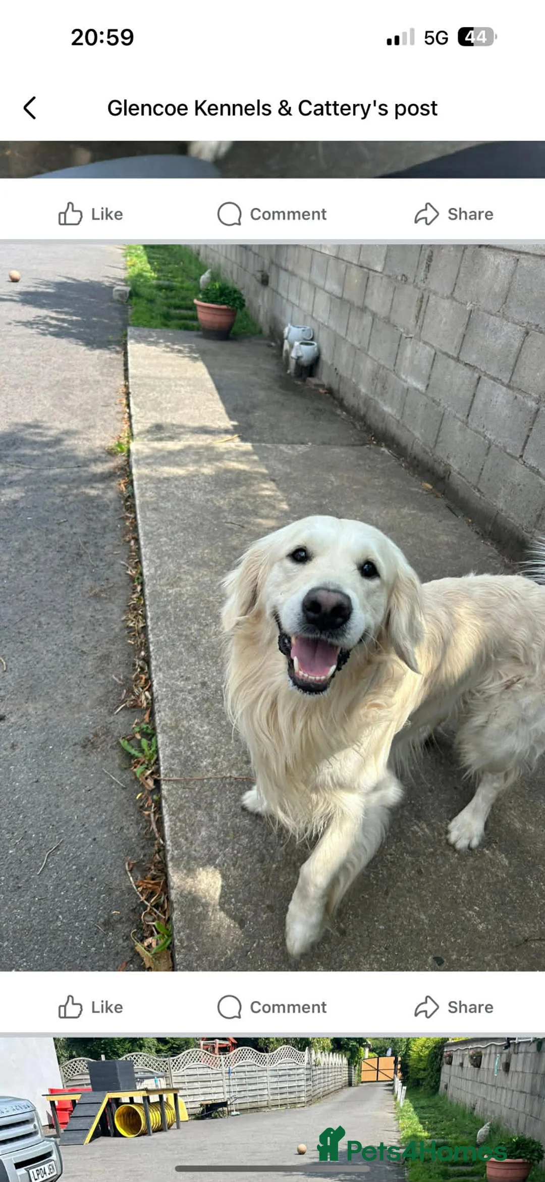 Goldador dogs for sale: Stunning Goldador Litter expected - Advert 8