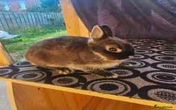 Netherland Dwarf rabbits for sale: Netherland dwarf rabbits bred from show stock  - Image 12