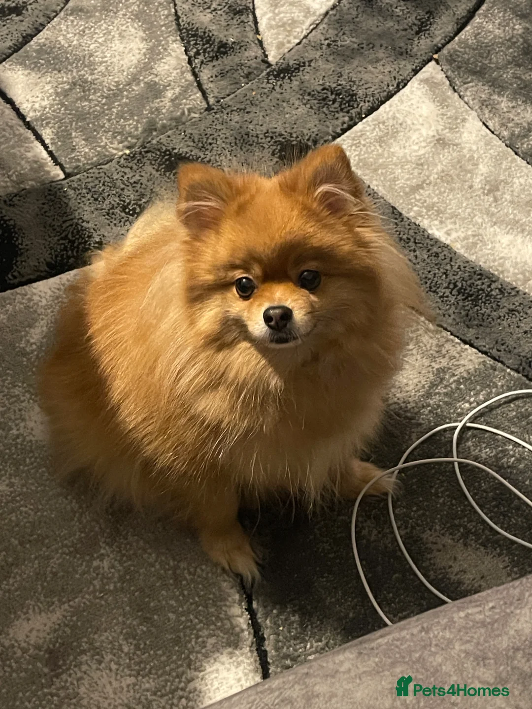 Pomeranian dogs for sale: Re-Homing Female Pomeranian  - Advert 1