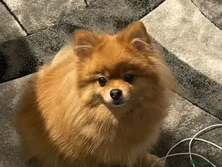 Pomeranian dogs Re-Homing Female Pomeranian - Advert 1