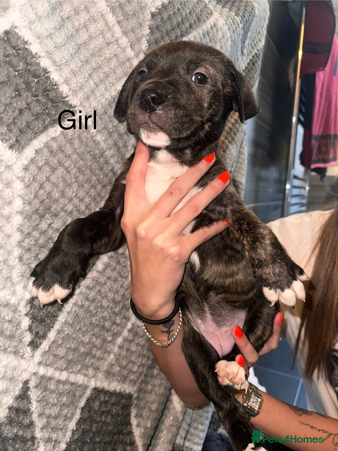 Mixed Breed dogs for sale: American bulldog X staffy 🏡 - Image 27
