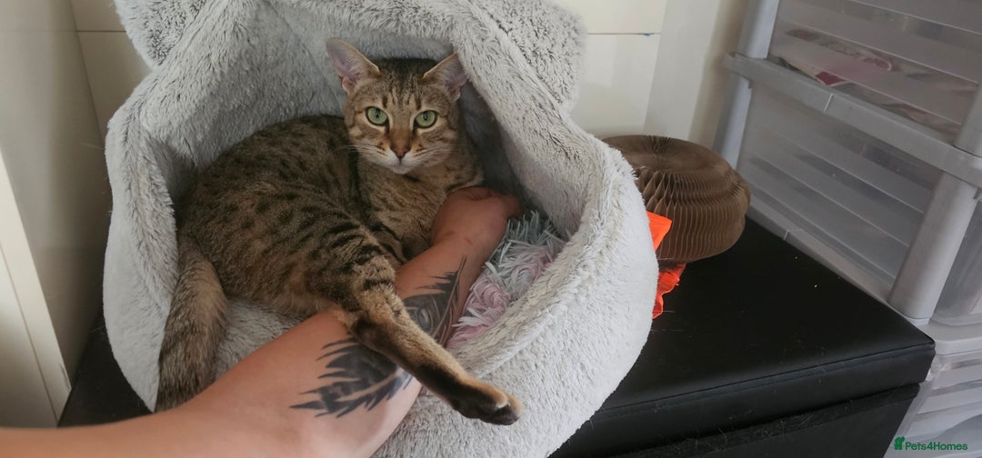 Savannah cats for sale: Beautiful Savannah F4 registered  - Image 15