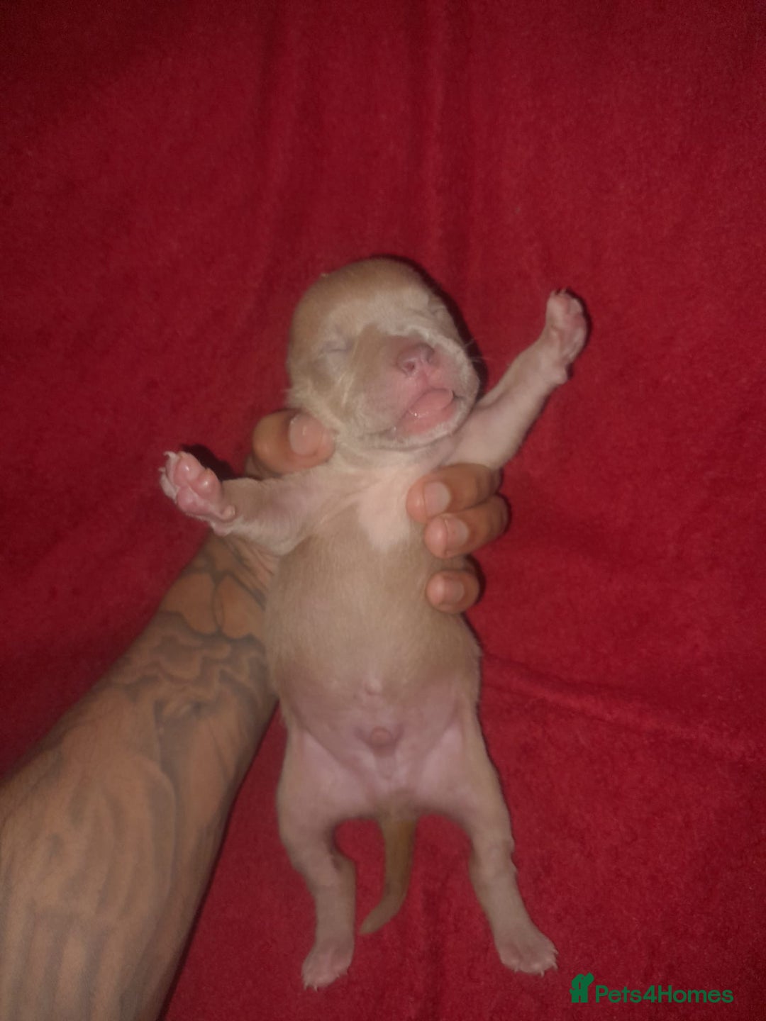 American Bully dogs for sale: American POCKET Bully - Advert 3