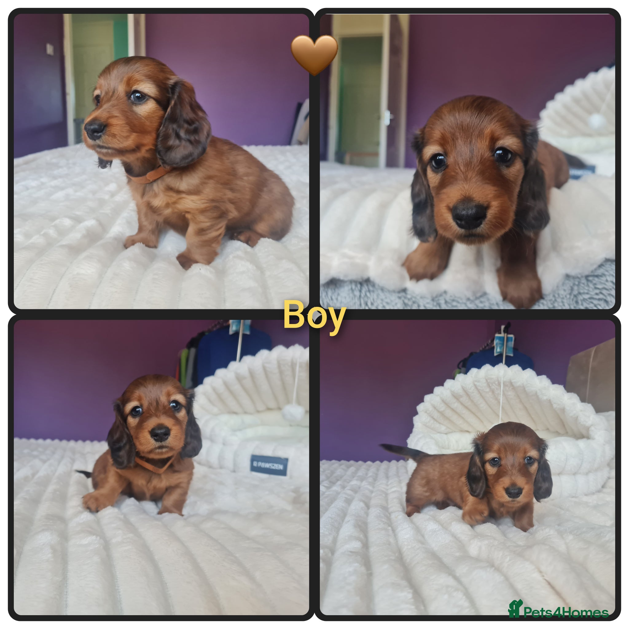 Miniature Dachshund dogs 4 dapple 2 shaded red Lh puppies,Pra clear - Advert 1