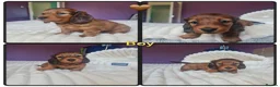 Miniature Dachshund dogs for sale: 4 dapple 2 shaded red Lh puppies,Pra clear - Advert 3