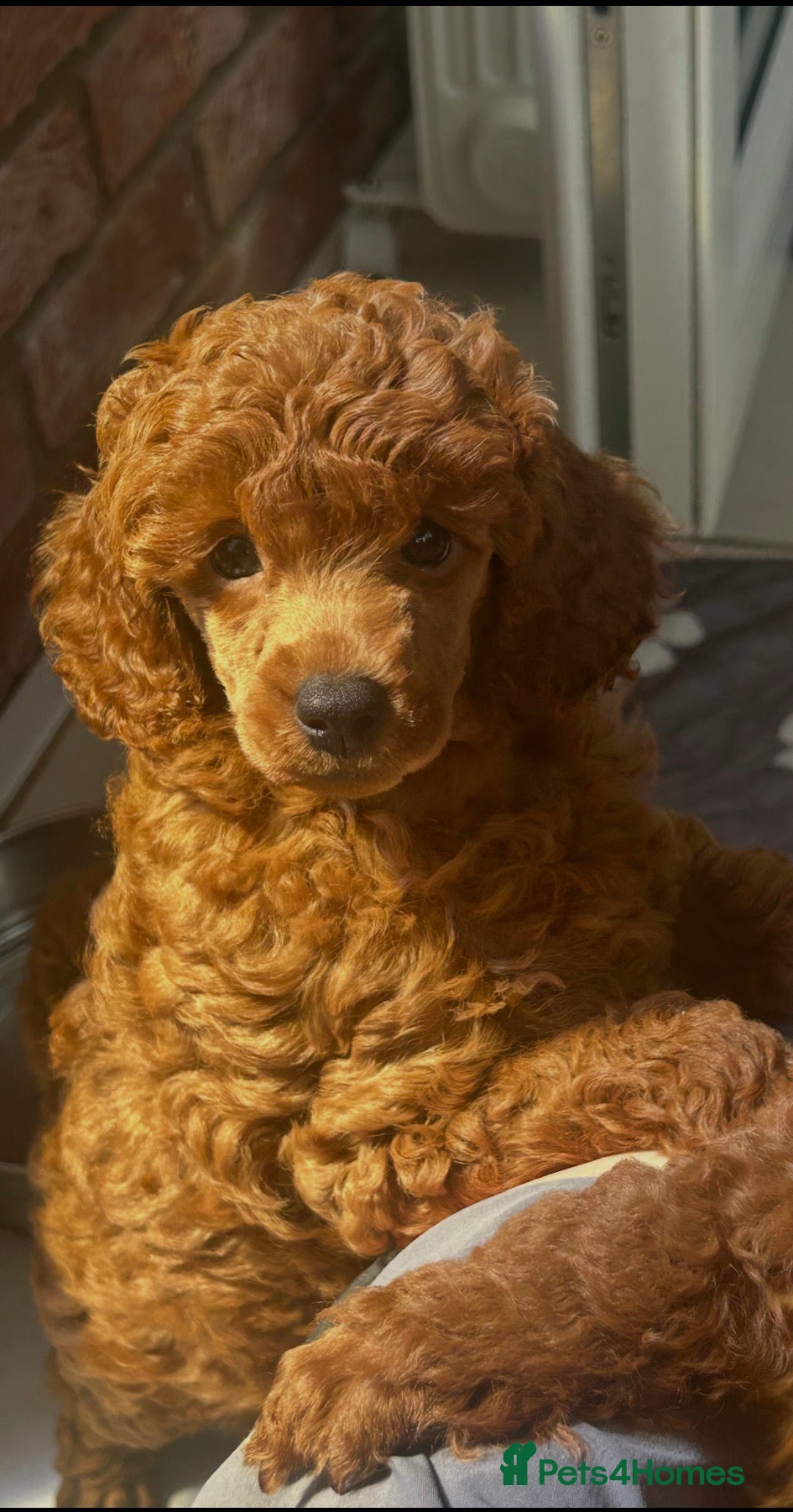 Miniature Poodle dogs Beautiful red miniature poodles  - Advert 11