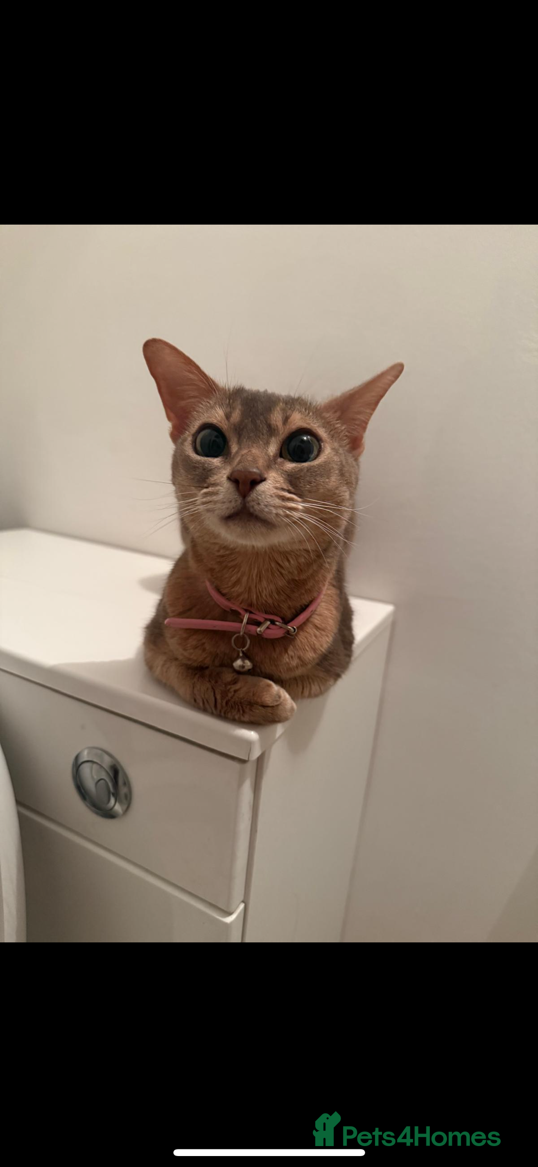 Abyssinian cats for sale: Loving Home Needed For Beautiful Abyssinian - Advert 3