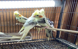 Cockatiels birds for sale: Cockatiels , love birds and bourkes  - Image 2