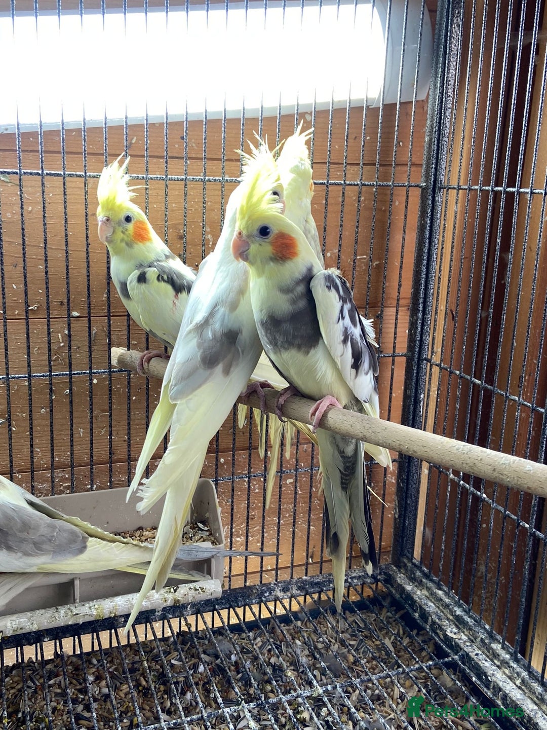Cockatiels birds for sale: Cockatiels , love birds and bourkes  - Image 2
