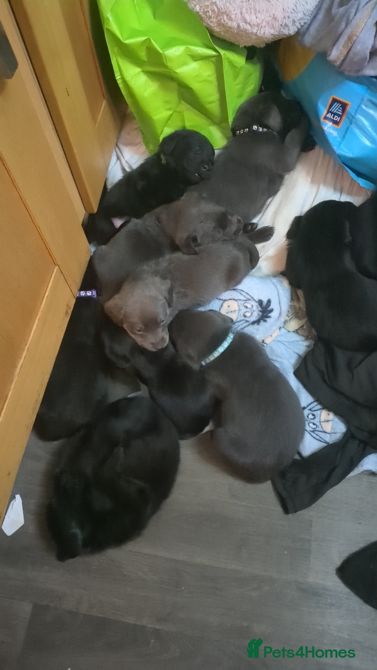 Labrador Retriever dogs Gorgeous black and silver Labrador puppies - Advert 1