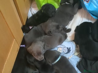Labrador Retriever dogs Gorgeous black and silver Labrador puppies - Advert 1