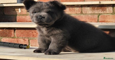 Mixed Breed dogs - Advert 1