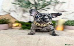 French Bulldog dogs for sale: Merle french bulldogs  - Image 6