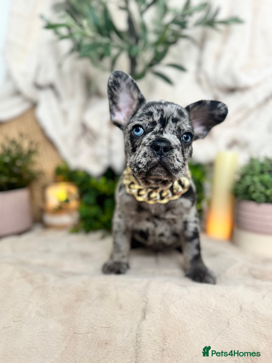 French Bulldog dogs for sale: Merle french bulldogs  - Image 6