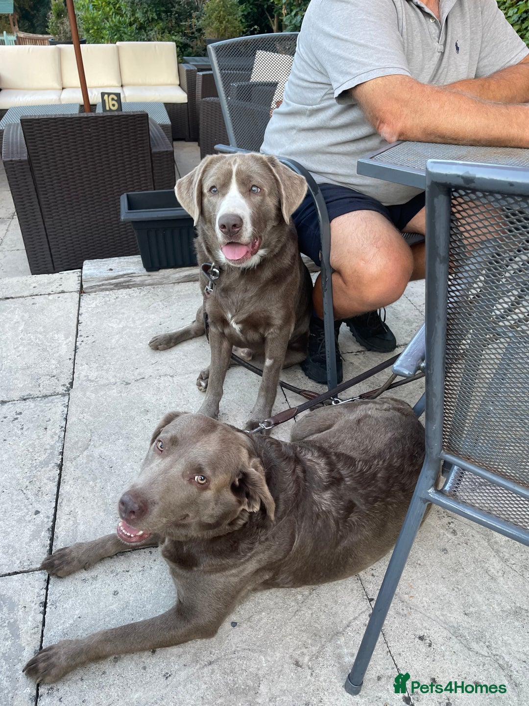 Labrador Retriever dogs for sale: Stunning Pure Pedigree silver labrador puppies  - Image 2