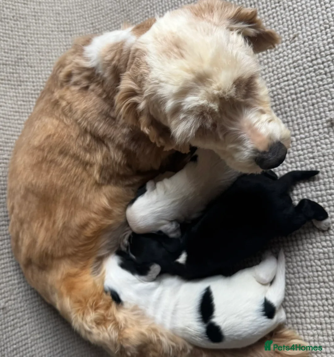 Mixed Breed dogs for sale: sprocker puppies in Kidlington - Advert 2