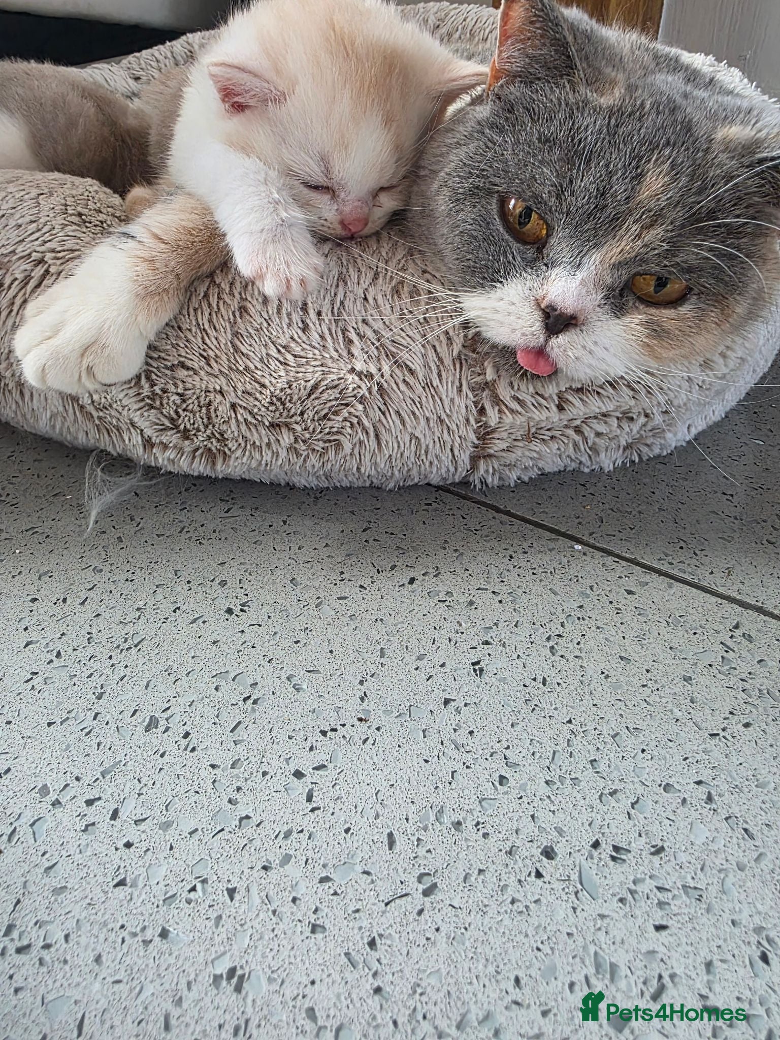 British Shorthair cats Two Stunning Boys ready to reserve  - Advert 1