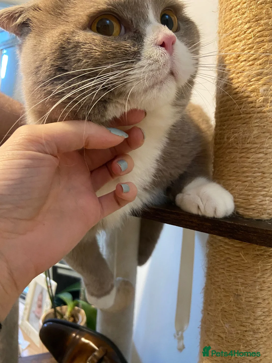 British Shorthair cats for sale: Chunky male BSH - Advert 14