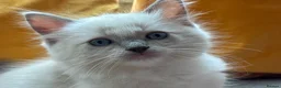 Ragdoll cats for sale: Luxury Blue Point Mitted Ragdoll Kittens - Advert 19
