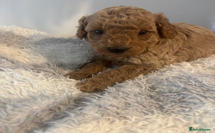 Labradoodle dogs - Advert 14