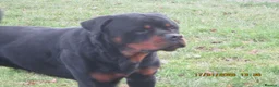Rottweiler dogs for sale: kc reg young male - Advert 3